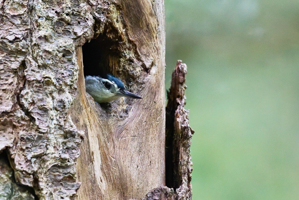 White-breasted Nuthatch in nesting hole. JB Williams Park. Glastonbury, CT USA by Pasul Danese is licensed under CC BY-SA 4.0.